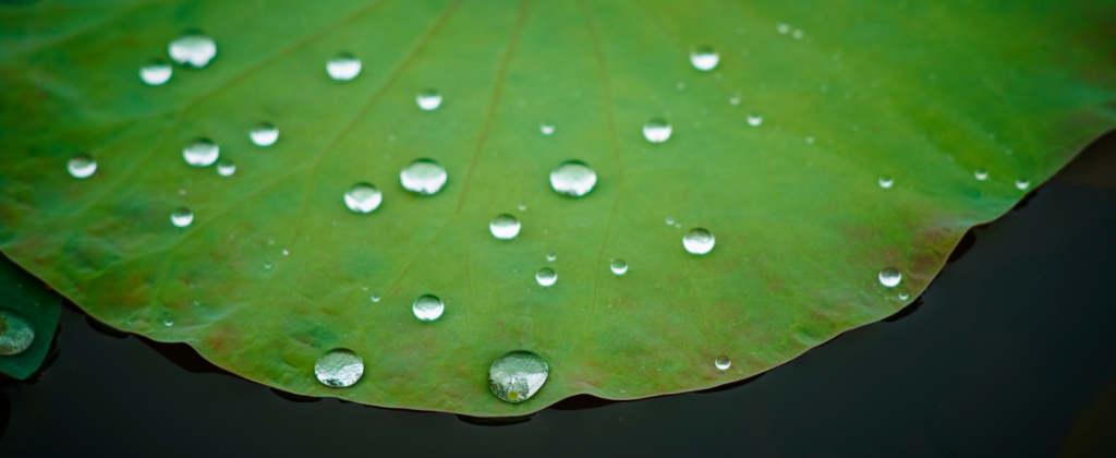 superhydrophobic-coatings