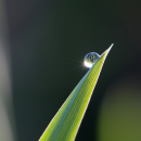 Shining water drop on the leaf of the plant